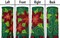 In the Breeze Poinsettia 40 Inch Windsock - Hanging Winter Decoration - Outdoor Holiday décor